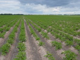 Вирощування картоплі-610