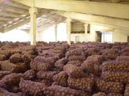 Вирощування картоплі-526