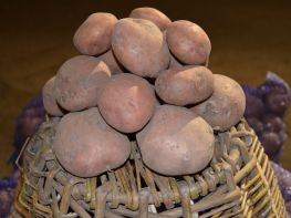 Вирощування картоплі-513