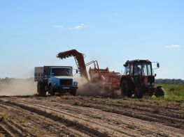 Вирощування картоплі-578