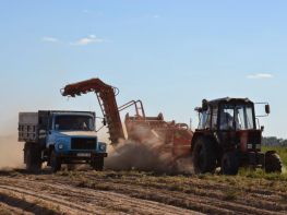 Вирощування картоплі-576