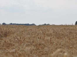 Пресс-тур ВИМАЛ-АГРО (2015)-663