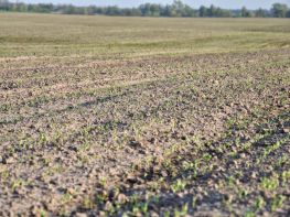 Ми на польових роботах!-690