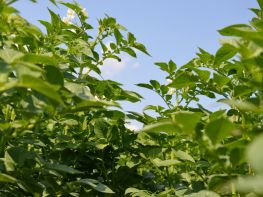 Картопля, сезон 2017-759