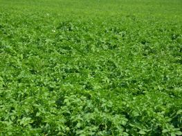 Картопля, сезон 2017-719