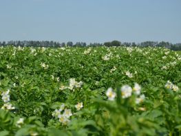 Картопля, сезон 2017-750