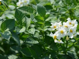 Картопля, сезон 2017-734