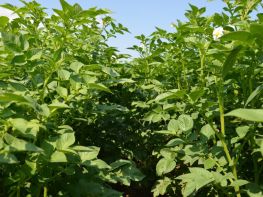 Картопля, сезон 2017-758