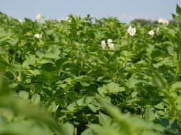 Картопля, сезон 2017-708