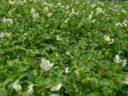 Картопля, сезон 2017-724