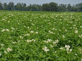 Картопля, сезон 2017-755