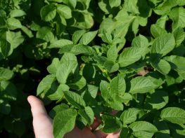 Картопля, сезон 2017-721