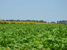 Картопля, сезон 2017-717