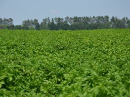 Картопля, сезон 2017-723