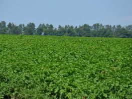 Картопля, сезон 2017-712