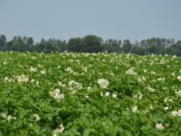 Картопля, сезон 2017-731