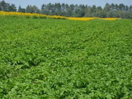 Картопля, сезон 2017-739