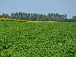 Картопля, сезон 2017-741