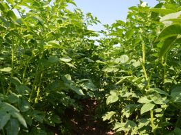 Картопля, сезон 2017-762