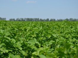 Картопля, сезон 2017-714