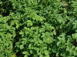 Картопля, сезон 2017-713