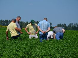 Картопля, сезон 2017-704