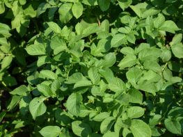 Картопля, сезон 2017-710