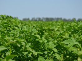 Картопля, сезон 2017-746