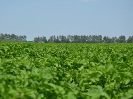 Картопля, сезон 2017-751