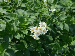 Картопля, сезон 2017-760