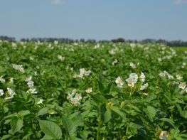 Картопля, сезон 2017-730