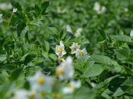 Картопля, сезон 2017-736