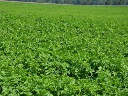 Картопля, сезон 2017-718